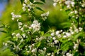 Jasmine flowering in late May