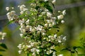 Jasmine flowering in late May