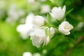 Jasmine Flowers