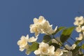 Jasmine flowers against blue sky with copy space Royalty Free Stock Photo