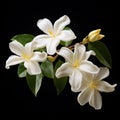 Jasmine Flowers: Art Of Tonga Inspired Isolated Floral Photography