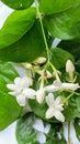 jasmine flowers as ornamental plants profitably scent the room Royalty Free Stock Photo