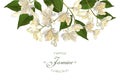 Jasmine flowers banner