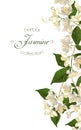 Jasmine flowers banner