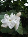 Jasmine flowers are beautiful flower with clear white color and it has string smells. Royalty Free Stock Photo