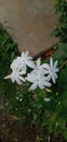 Jasmine flowers are beautiful and fragrant Royalty Free Stock Photo
