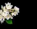 Jasmine flowers on a black