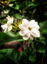 jasmine flowers bloom fragrantly white holy radiating the light of peace Royalty Free Stock Photo