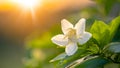 Jasmine flowers bloom in the morning