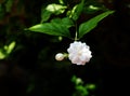 Jasmine flowers