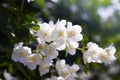 Jasmine flowers blossoming on bush in a sunny day in the garden Royalty Free Stock Photo