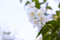 Jasmine flowers blossoming on bush in a sunny day in the garden Royalty Free Stock Photo