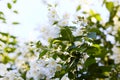 Jasmine flowers blossoming on bush in a sunny day in the garden Royalty Free Stock Photo