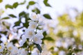 Jasmine flowers blossoming on bush in a sunny day in the garden Royalty Free Stock Photo