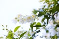 Jasmine flowers blossoming on bush in a sunny day in the garden Royalty Free Stock Photo