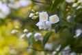 Jasmine flowers blossoming on bush in a sunny day in the garden Royalty Free Stock Photo