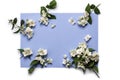 Jasmine flowers on a blue background.Floral greeting card. Flower frame Royalty Free Stock Photo