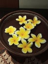 Jasmine flowers in a bowl filled with water are very beautiful Royalty Free Stock Photo