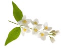 Jasmine flowers on branch with green leaves and buds isolated on white background Royalty Free Stock Photo