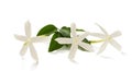 Jasmine flowers Royalty Free Stock Photo