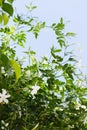 Jasmine Flowers and Bright Light Blue Sky in Summer Royalty Free Stock Photo