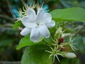 035 - Jasmine Flowers and Bud