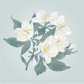 Jasmine flowers and buds twig  on a blue background watercolor vintage vector illustration  editable hand draw Royalty Free Stock Photo