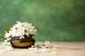 Jasmine flowers in a ceramic pot on a green background