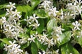 Jasmine flowers