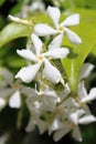 Jasmine flowers Royalty Free Stock Photo