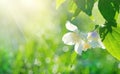 Jasmine flowers closeup. White Jasmin flowers blooming in spring garden. Aroma therapy, fragrant tea, perfume ingredient Royalty Free Stock Photo