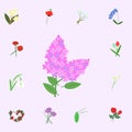 Jasmine flowers color icon. flowers icons universal set for web and mobile Royalty Free Stock Photo