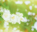 Jasmine flowers in the drops of dew in the soft sunlight Royalty Free Stock Photo