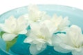 Jasmine Flowers Floating on Water