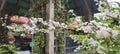 jasmine flowers in the garden under the mountain Royalty Free Stock Photo