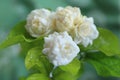 Jasmine flowers on the garden.