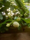 jasmine flowers that have not bloomed in a simple garden Royalty Free Stock Photo