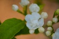 Jasmine flowers, hot summer plants and flowers, Muscat, Oman Middle East