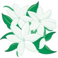 Jasmine flowers. Vector illustration