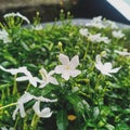 jasmine flowers in the islands of Bangka Belitung