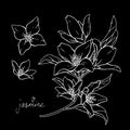 Jasmine flowers are isolated on a black background. Branch with buds and leaves vector illustration hand work. White contour Royalty Free Stock Photo