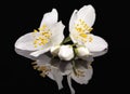 Jasmine flowers isolated on black background, mirror reflection.