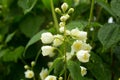 Jasmine in drops of water.