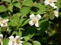 Jasmine flowers Jasminum Officiale during sunny day.