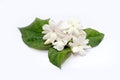 Jasmine flowers with leaves withe flower isolated in white background Royalty Free Stock Photo