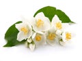 Jasmine flowers