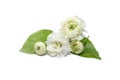 Jasmine flowers with leaves withe flower isolated in white background Royalty Free Stock Photo