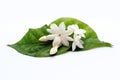 Jasmine flowers with leaves withe flower isolated in white background Royalty Free Stock Photo