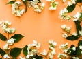 Jasmine flowers on a light background. Flower frame. Copy space for text Royalty Free Stock Photo