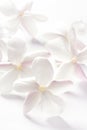 Jasmine flowers over white background Royalty Free Stock Photo